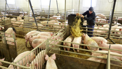Bonde ger halm till grisar