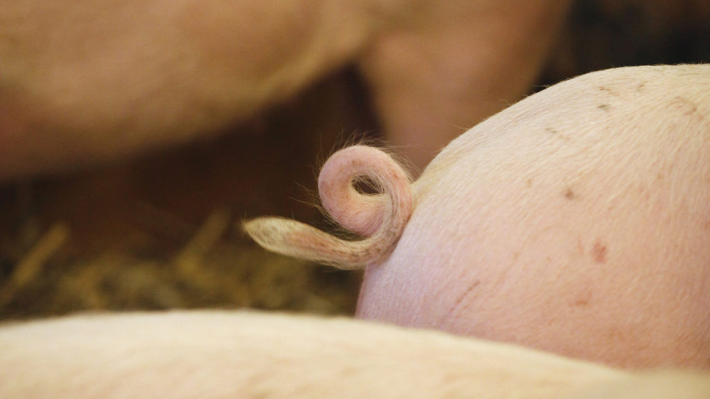 Svanskupering av grisar fortsätter inom EU trots förbud