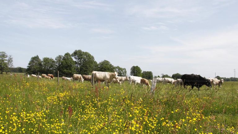 Biologisk mångfald och ett levande landskap