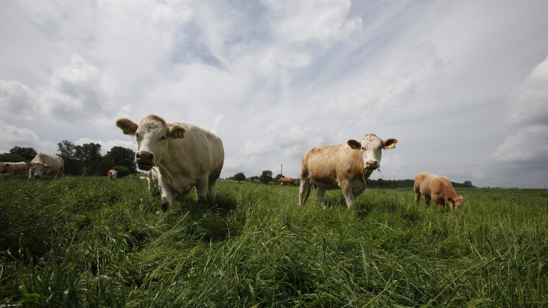Svenska djur bidrar till en hållbar utveckling