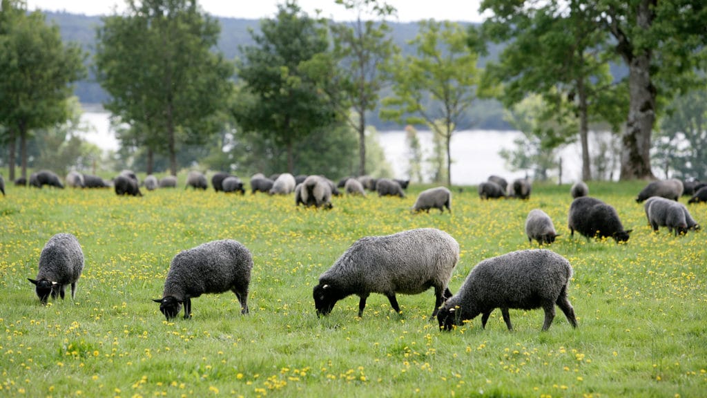 Vad görs för klimatet i den svenska köttproduktionen?
