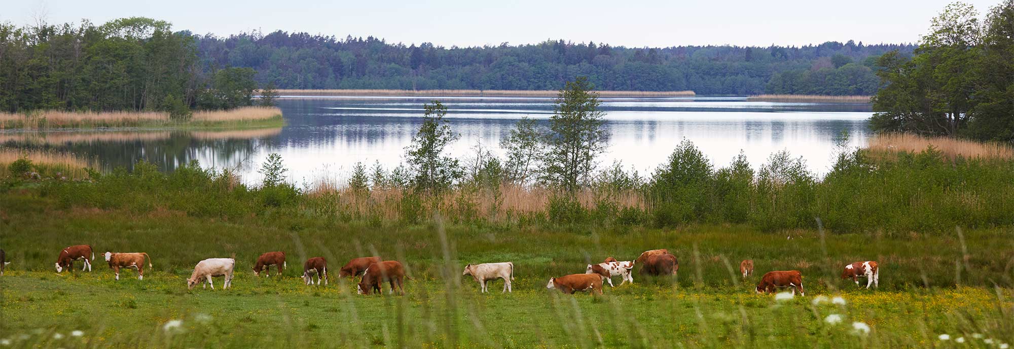 Kor vid sjö