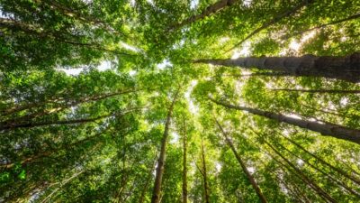 Investerare säljer innehav i köttbolag som skövlar regnskog