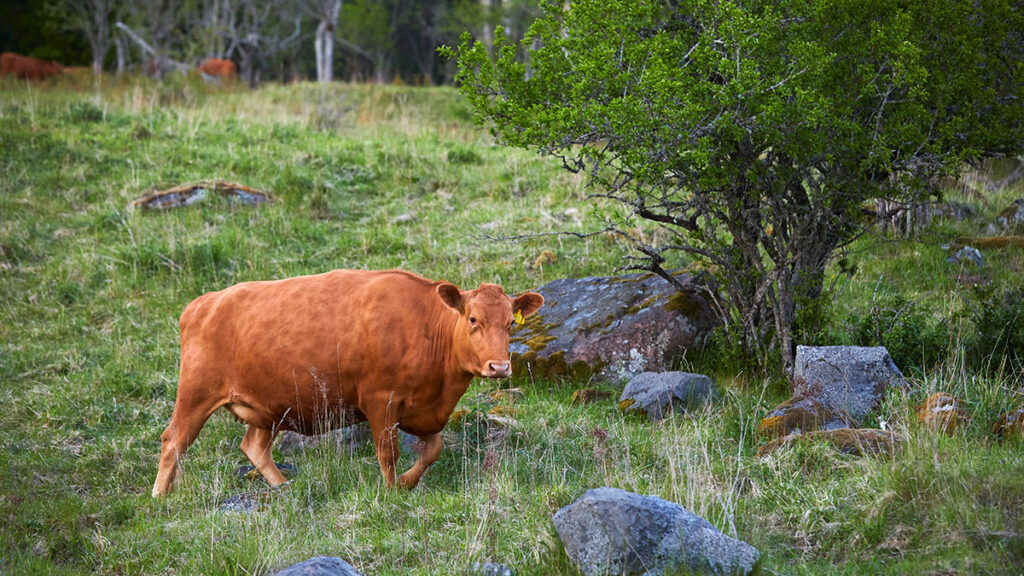 Kor på naturbetesmark