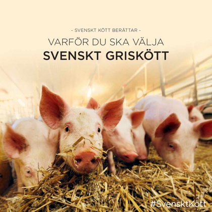 Varför du ska välja svenskt griskött broschyr