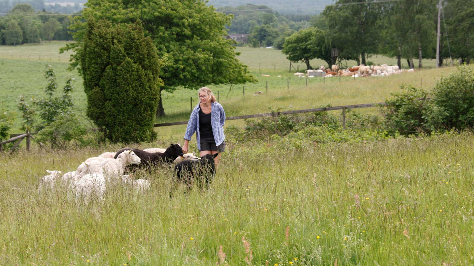 En mångfald av betesdjur skapar mångfald av växter