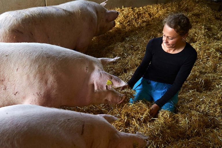 Nu skärps kraven för antibiotika till djur inom EU