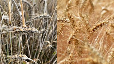 Djurens roll blir viktig för växtsäsongen 2023