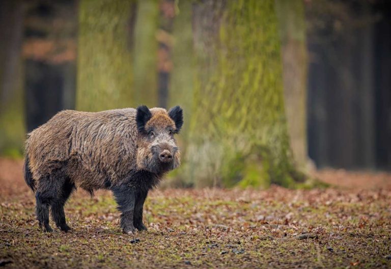 Afrikansk svinpest hittat hos vildsvin i Sverige