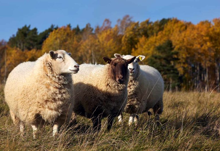 Varför är svenskt lamm bäst på hösten?