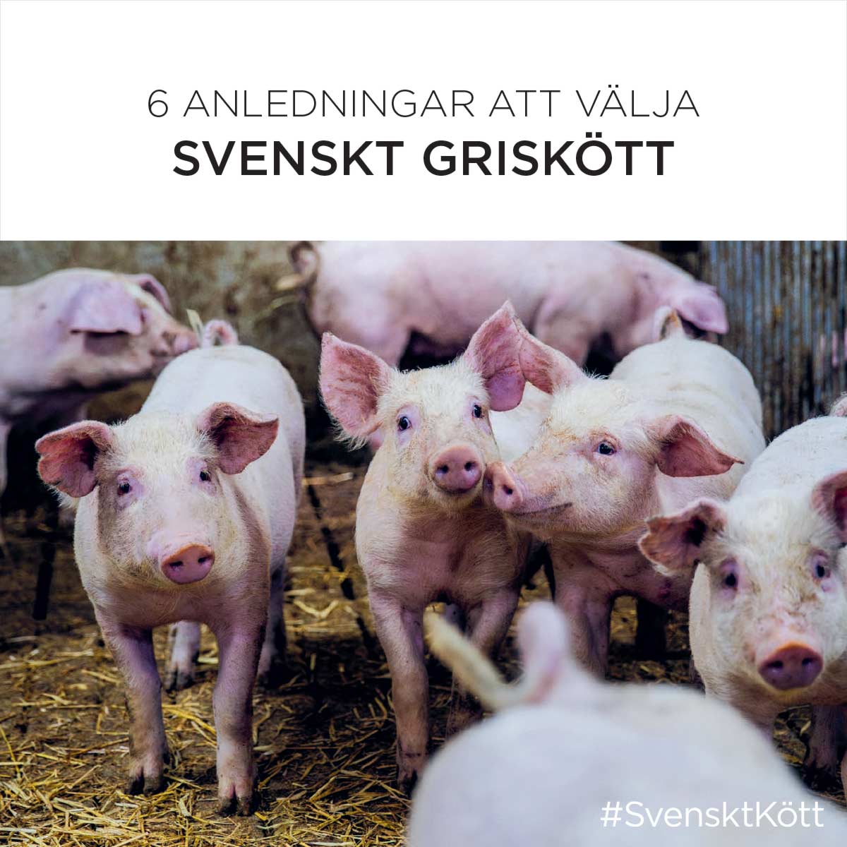 6 anledningar att välja svenskt griskött