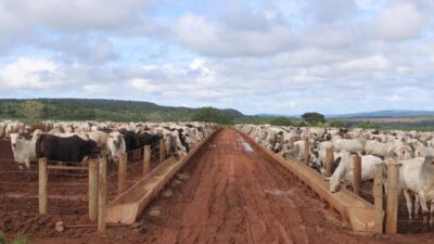 Så kan en feedlot se ut i Brasilien