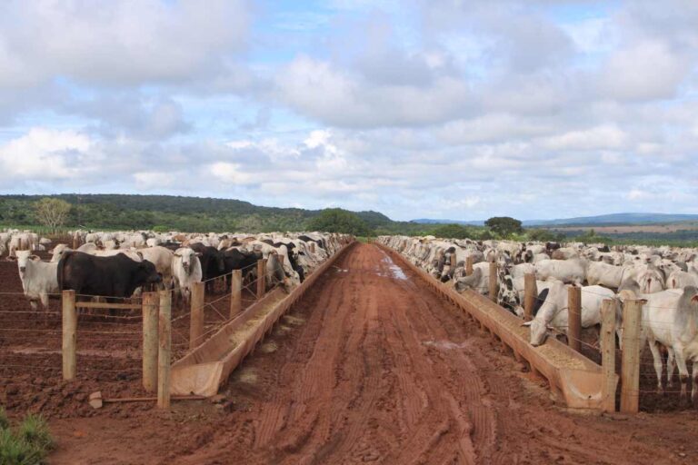 Så kan en feedlot se ut i Brasilien